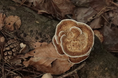Trametes ochracea