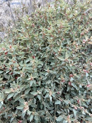 Atriplex semibaccata
