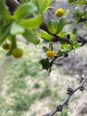 Berberis microphylla