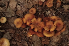 Armillaria ostoyae