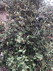 Frangula californica