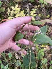 Scutellaria lateriflora