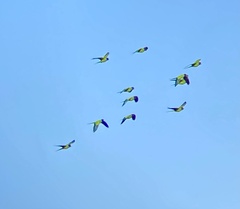 Aratinga nenday