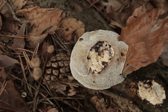 Trametes ochracea