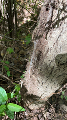 Toxicodendron radicans