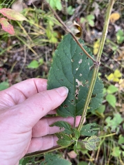 Scutellaria lateriflora