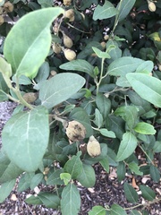 Frangula californica