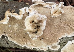 Byssomerulius corium