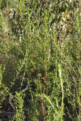 Prostanthera behriana