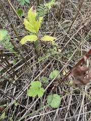 Geum