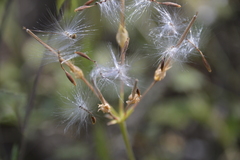 Pelargonium alchemilloides
