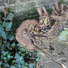 Ganoderma applanatum