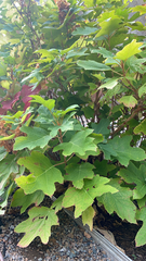 Hydrangea quercifolia