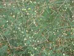 Asparagus verticillatus