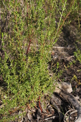 Prostanthera behriana