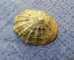 Patella vulgata