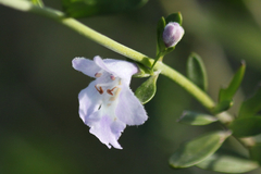 Prostanthera behriana