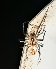 Pityohyphantes phrygianus