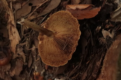 Armillaria ostoyae