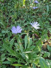 Cichorium intybus