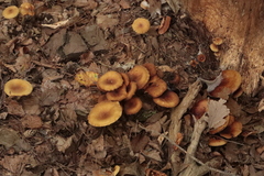 Armillaria ostoyae