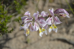 Gladiolus virescens