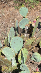 Opuntia engelmannii