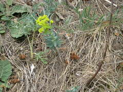 Euphorbia glareosa