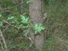 Pistacia atlantica mutica