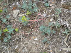 Euphorbia glareosa