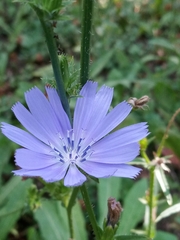 Cichorium intybus