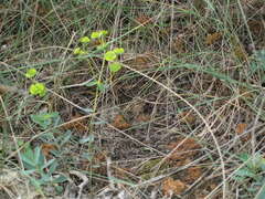Euphorbia glareosa