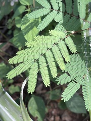 Lysiloma divaricatum