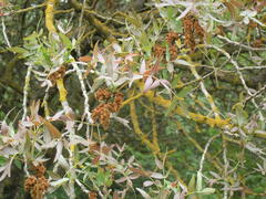 Pistacia atlantica mutica