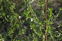Prostanthera behriana