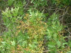 Pistacia atlantica mutica