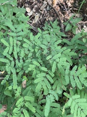 Lysiloma divaricatum