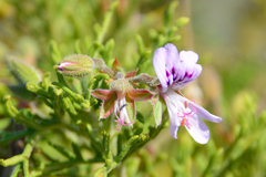 Pelargonium radens