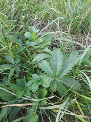 Potentilla thuringiaca