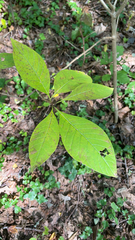 Chionanthus virginicus