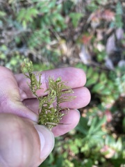 Rhytidiadelphus loreus