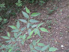 Cornus sanguinea australis