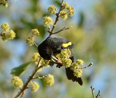 Cacicus chrysopterus