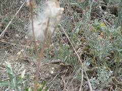 Convolvulus cantabrica
