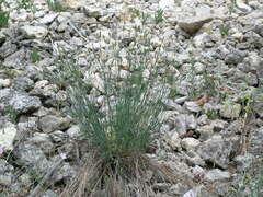 Dianthus marschallii