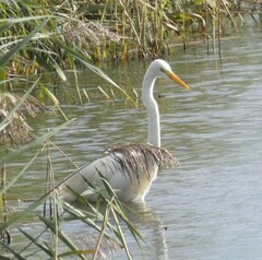 Ardea alba