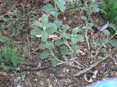 Marrubium peregrinum