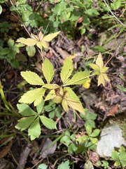 Sanicula canadensis