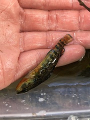 Etheostoma caeruleum