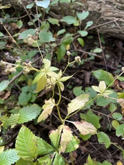 Sanicula canadensis
